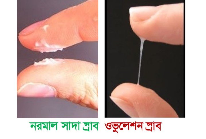 ওভুলেশনের লক্ষণ