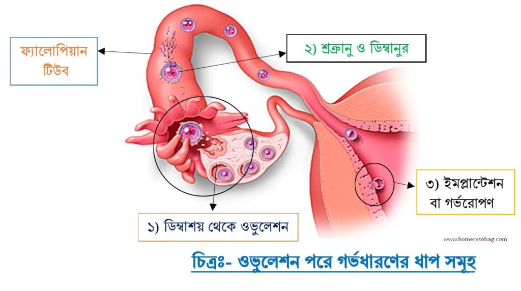 দ্রুত গর্ভধারণের জন্য ওভুলেশনের লক্ষণ ও গণনা পদ্ধতি সর্ম্পকে জেনে নিন।