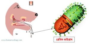 image of rabies virus