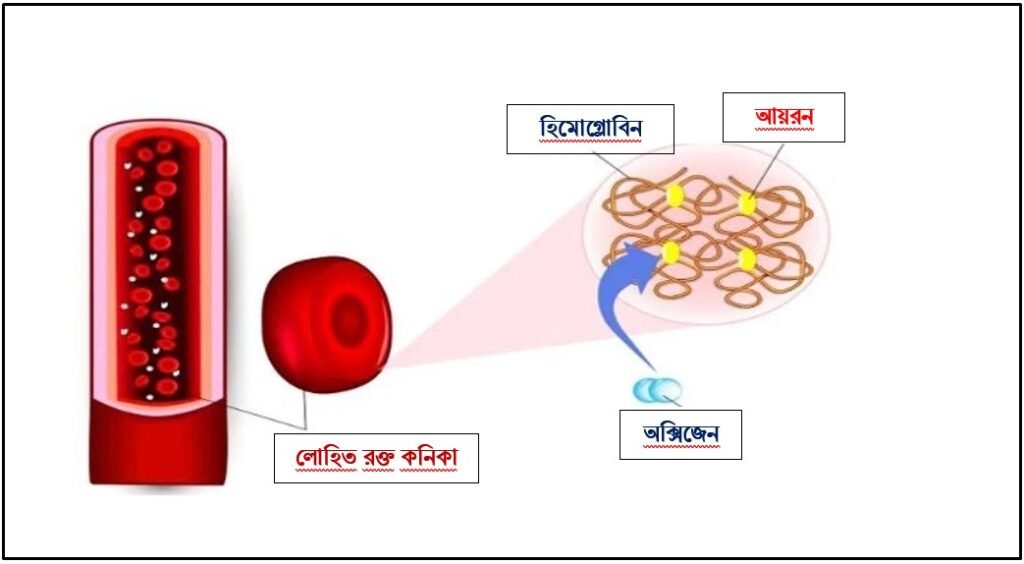 গর্ভাবস্থায় হিমোগ্লোবিন 